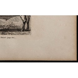 1860 - Bœuf de la race de Durcet 