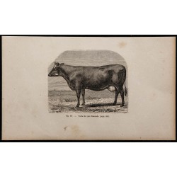 1860 - Vache de race flamande 
