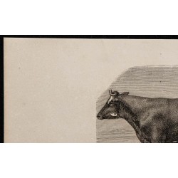 1860 - Vache de race flamande 