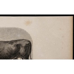 1860 - Vache de race flamande 