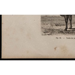 1860 - Vache de race flamande 