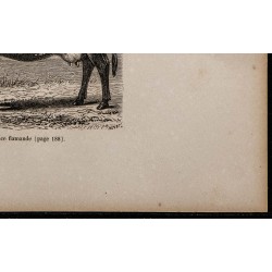 1860 - Vache de race flamande 