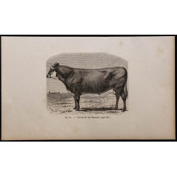 1860 - Taureau de race flamande 