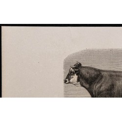 1860 - Taureau de race flamande 
