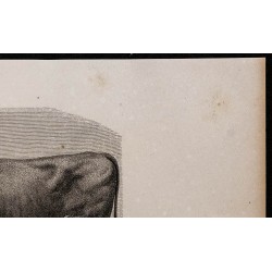 1860 - Taureau de race flamande 
