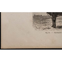 1860 - Taureau de race flamande 