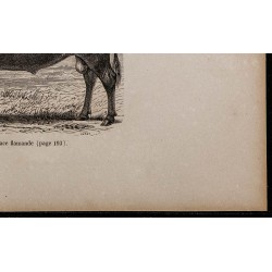 1860 - Taureau de race flamande 