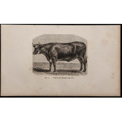1860 - Bœuf de race flamande 