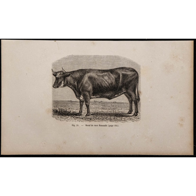 1860 - Bœuf de race flamande 