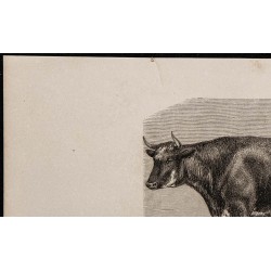 1860 - Bœuf de race flamande 