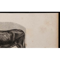 1860 - Bœuf de race flamande 