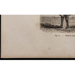 1860 - Bœuf de race flamande 