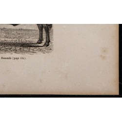 1860 - Bœuf de race flamande 