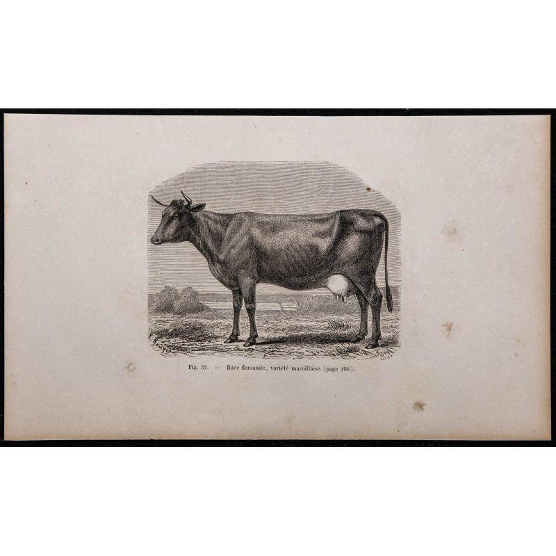 1860 - Race flamande, variété maroillaise 
