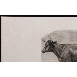 1860 - Race flamande, variété maroillaise 