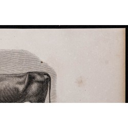 1860 - Race flamande, variété maroillaise 