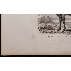 1860 - Race flamande, variété maroillaise 