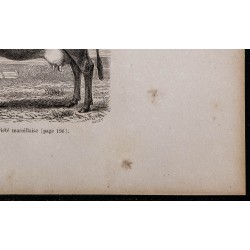 1860 - Race flamande, variété maroillaise 