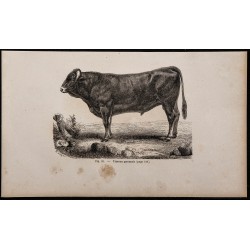 1860 - Taureau garonnais 
