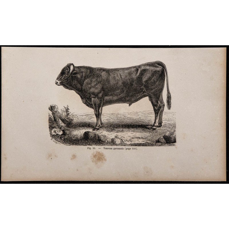 1860 - Taureau garonnais 