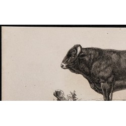 1860 - Taureau garonnais 