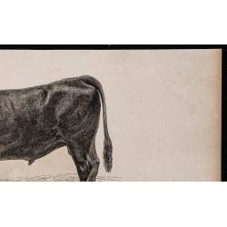 1860 - Taureau garonnais 