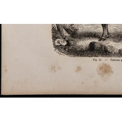 1860 - Taureau garonnais 