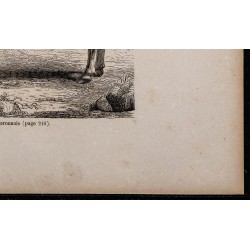 1860 - Taureau garonnais 