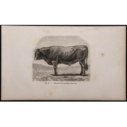 1860 - Taureau de race gasconne 