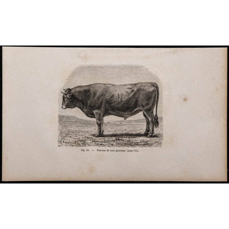 1860 - Taureau de race gasconne 