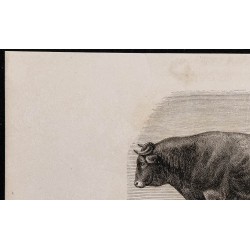 1860 - Taureau de race gasconne 