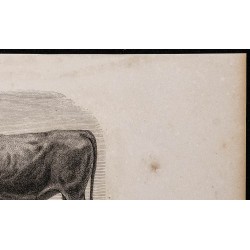1860 - Taureau de race gasconne 