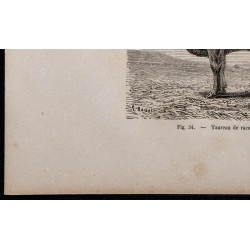 1860 - Taureau de race gasconne 