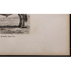 1860 - Taureau de race gasconne 