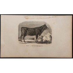 1860 - Vache du Gévaudan 