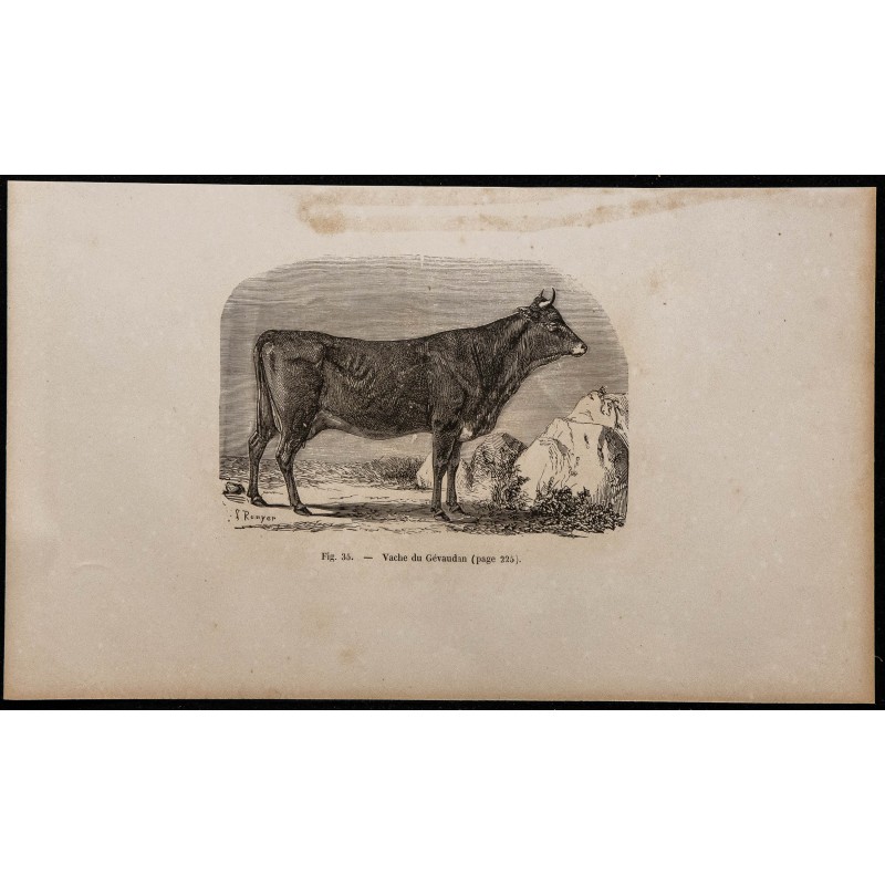 1860 - Vache du Gévaudan 