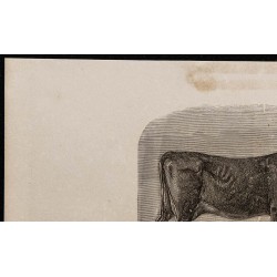 1860 - Vache du Gévaudan 