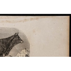 1860 - Vache du Gévaudan 