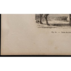 1860 - Vache du Gévaudan 