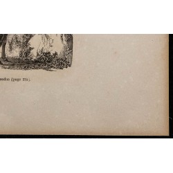 1860 - Vache du Gévaudan 