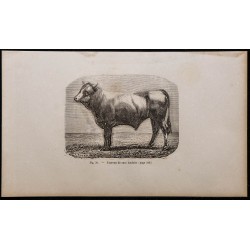 1860 - Taureau de race landaise 