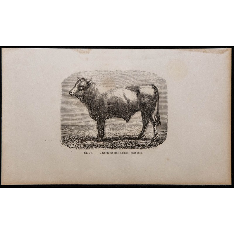 1860 - Taureau de race landaise 