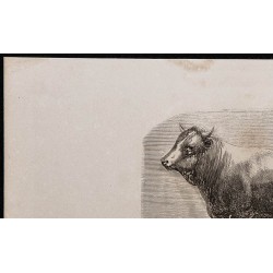 1860 - Taureau de race landaise 