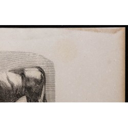 1860 - Taureau de race landaise 