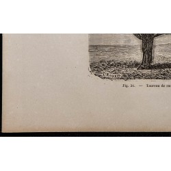 1860 - Taureau de race landaise 