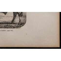 1860 - Taureau de race landaise 