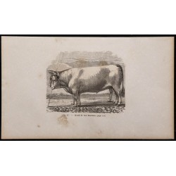 1860 - Bœufs de race limousine 