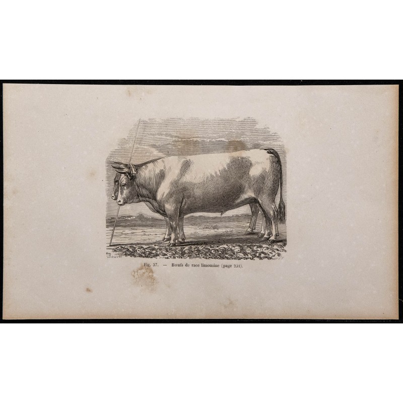 1860 - Bœufs de race limousine 