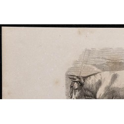 1860 - Bœufs de race limousine 