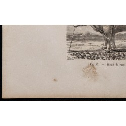1860 - Bœufs de race limousine 